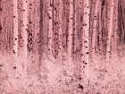 USA-Colorado Infrared of Aspens along the Kebler Pass Art Print